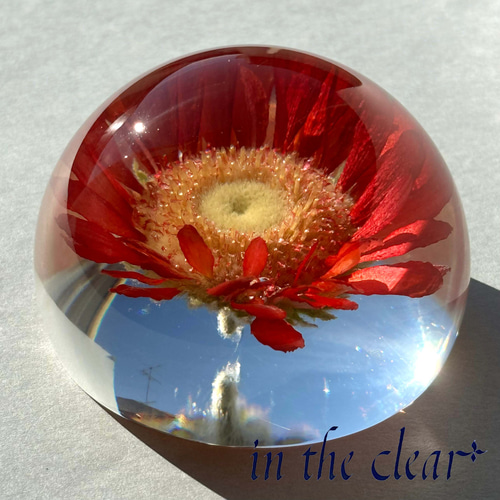 植物標本 ガーベラ オレンジ レジン 7センチ半球体 ハーバリウム