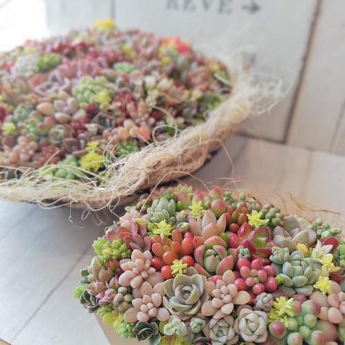 そのまま飾れる多肉植物寄せ植え 多肉植物 ba-boo house 通販