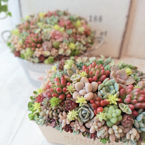 特集掲載】【受注制作】そのまま飾れる多肉植物 寄せ植え (土、鉢込み