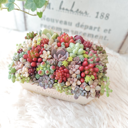 豪華❣️そのまま飾れる寄せ植え❣️オーダー品＊ 特集掲載】【受注制作】そのまま飾れる多肉植物 寄せ植え (土、鉢込み