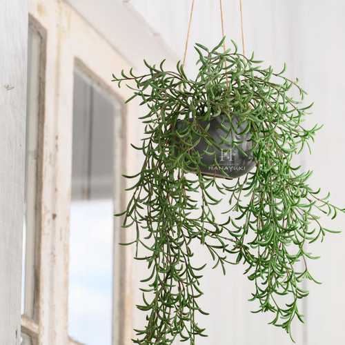 送料込み】HANAYUKI フェイクグリーン ホヤ 55cm 吊り下げ ハンギング