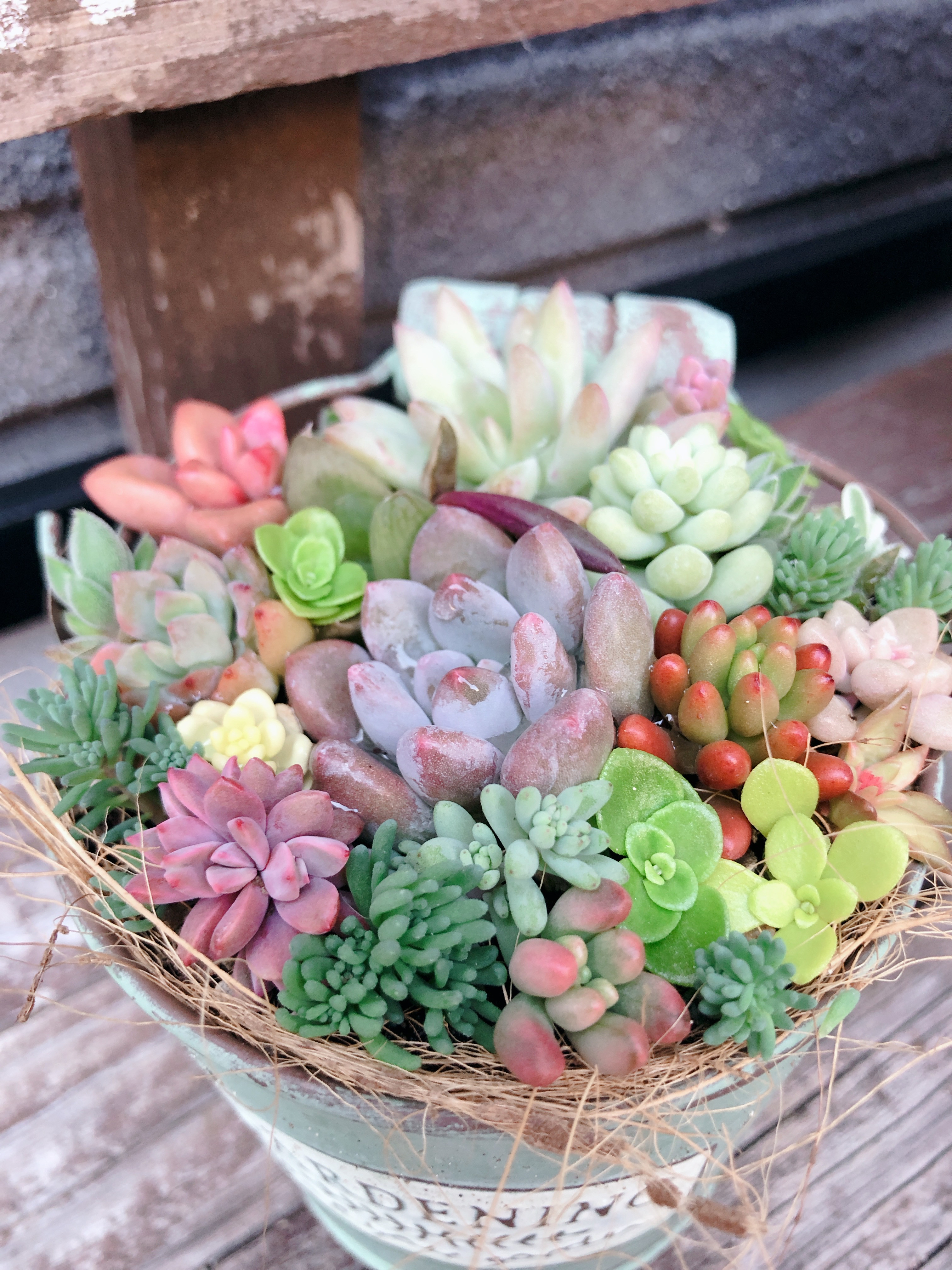 多肉植物の寄せ植え♡スヌーピーと魚釣り♡そのまま飾れる