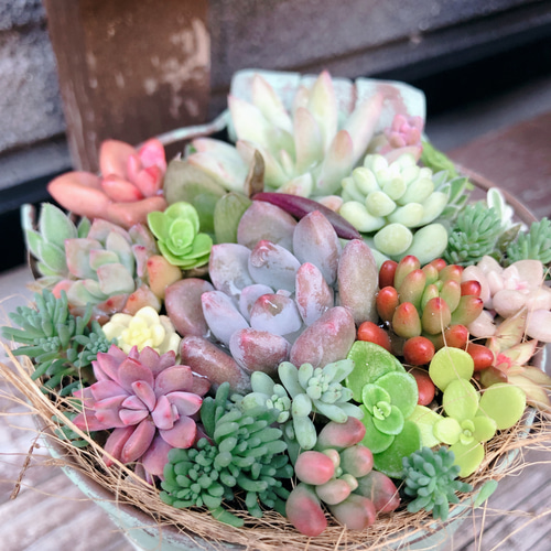 このまま飾れる】多肉植物セダム ミニ寄せ植えセット【育成説明