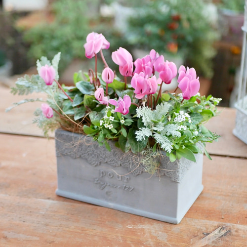 心に寄り添う寄せ植え 春まで楽しめる ふんわりガーデンシクラメンの