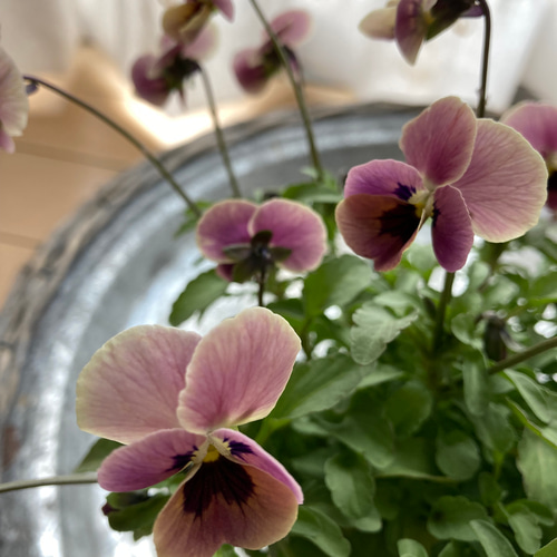 見元ビオラピンクコアラ 2ポットセット その他インテリア雑貨 アイビー