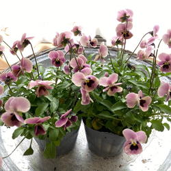 見元ビオラピンクコアラ 2ポットセット その他インテリア雑貨 アイビー