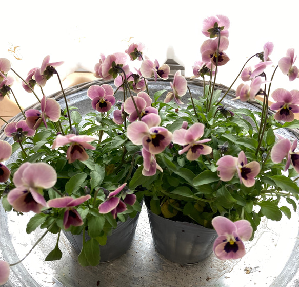 見元ビオラピンクコアラ 2ポットセット その他インテリア雑貨 アイビー