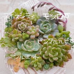 送料無料♡♡18.多肉植物 エケベリア 韓国苗 新品種ピンクハニーHyb