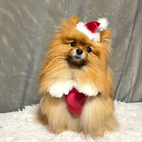 犬服♡クリスマスワンピース 2枚目の画像