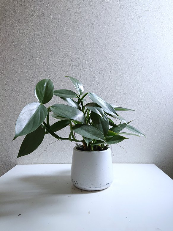 □数量限定□新作□希少 ブルーシルバーリーフ ”フィロデンドロン