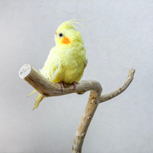 流木　止まり木　約82センチ 流木の止まり木】高さ約82cm！鳥 インコ 使いやすい2又の止まり