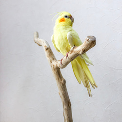 【流木の止まり木】高さ約82cm！鳥 インコ 使いやすい2又の止まり木 4枚目の画像