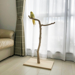 【流木の止まり木】高さ約82cm！鳥 インコ 使いやすい2又の止まり木 12枚目の画像
