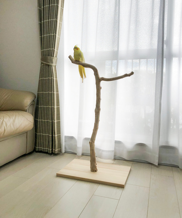 【流木の止まり木】高さ約82cm！鳥 インコ 使いやすい2又の止まり木 12枚目の画像