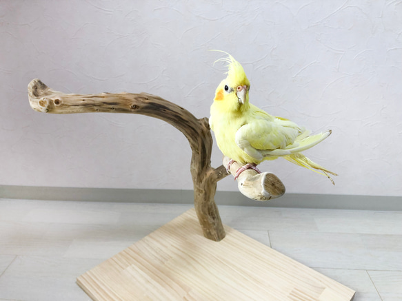 【流木の止まり木】鳥 インコ たっぷり幅の2又止まり木！ 大きめインコにも！ 3枚目の画像