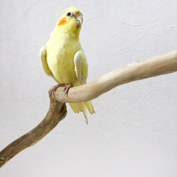 【流木の止まり木】鳥 インコ たっぷり幅の2又止まり木！ 大きめインコにも！ 4枚目の画像