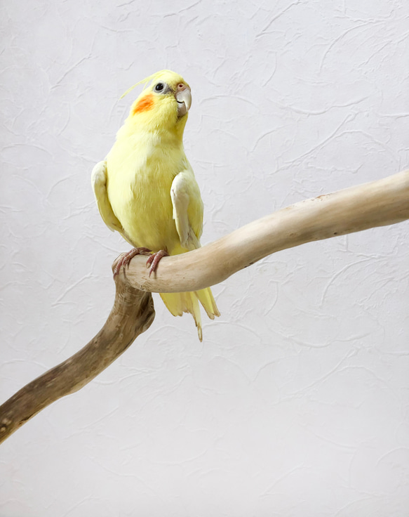 【流木の止まり木】鳥 インコ たっぷり幅の2又止まり木！ 大きめインコにも！ 4枚目の画像