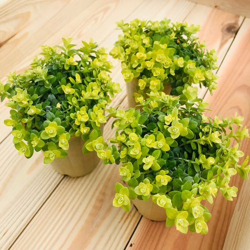 送料無料 ヘリクリサム ライムミニ 3ポット 寄せ植え カラーリーフ 苗