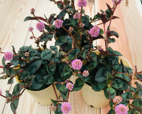 送料無料 ポリゴナム 3ポット 寄せ植え カラーリーフ 苗 ガーデニング