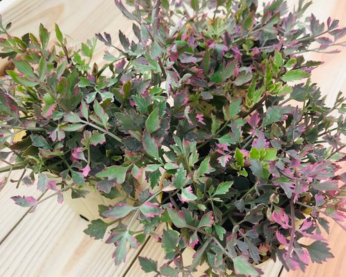 セリ・ピンクフラミンゴ 苗 ピンクの斑入りの可愛いカラーリーフ 寄せ