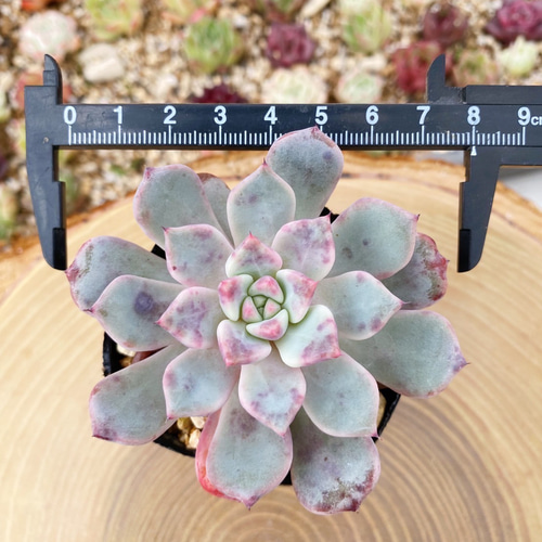 多肉植物 C'est ci bon【Fine農場】 韓国苗 All products – tagged