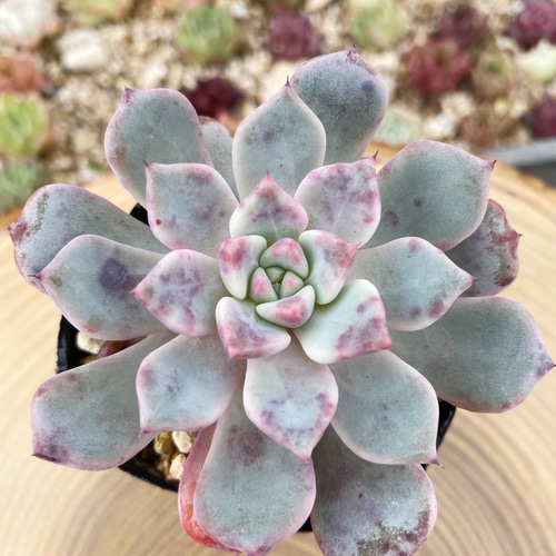 訳あり⚠️多肉植物　韓国苗　ファンタジー1カット(カットに付き根っこ有りません) カット苗】プローラ 1苗 多肉植物 韓国苗 エケベリア｜Yahoo