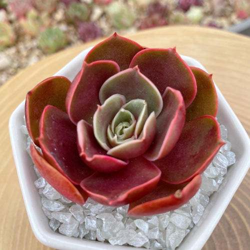 高級美苗】レッドタン① 厳選韓国苗 多肉植物 多肉植物 TANIKU-STYLE