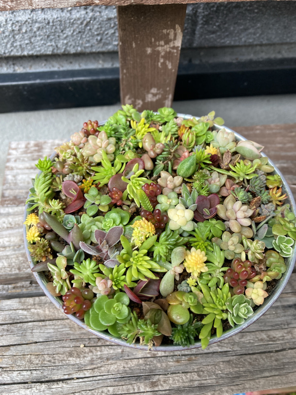 多肉植物セダムチマチマ寄せ植え 多肉植物 はなちかちゃん 通販
