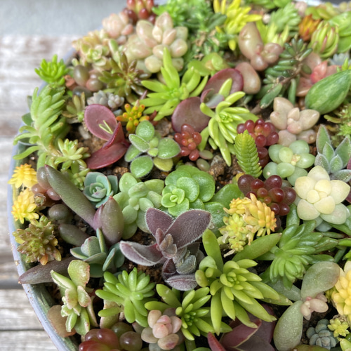 ★★セダム畑❤️★このまま飾れます★寄せ植え★ちまちまキュンキュン★多肉植物 多肉植物セダムチマチマ寄せ植え 多肉植物 はなちかちゃん 通販