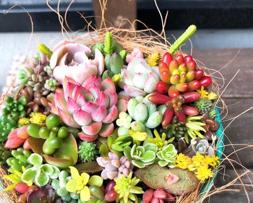 多肉植物寄せ植え そのまま飾れます 多肉植物 はなちかちゃん 多肉植物寄せ植え そのまま飾れます 多肉植物 はなちかちゃん