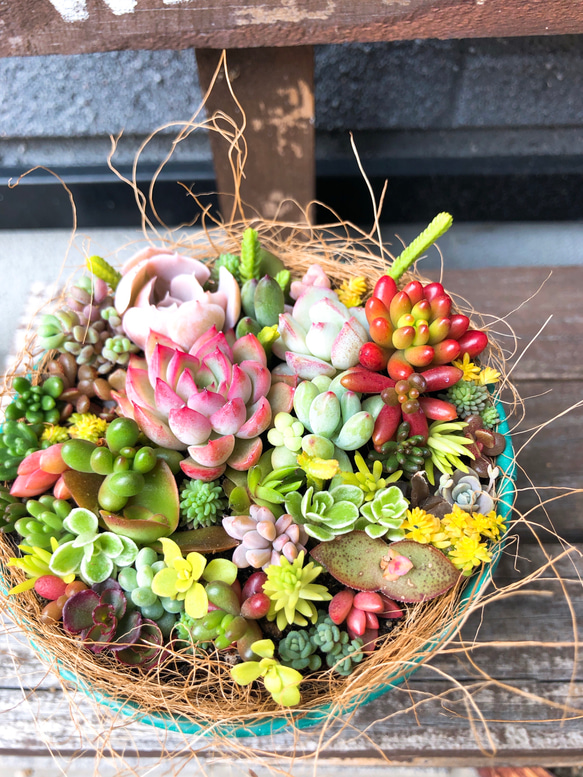 ★★壁掛け❤️★寄せ植え★このまま飾れます★多肉植物★豪華♪♪ 多肉植物寄せ植えこのまま飾れます 多肉植物 ちいこ 通販