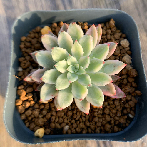 455.多肉植物 寄せ植え エケベリア属 グリーンエメラルド錦 抜き苗