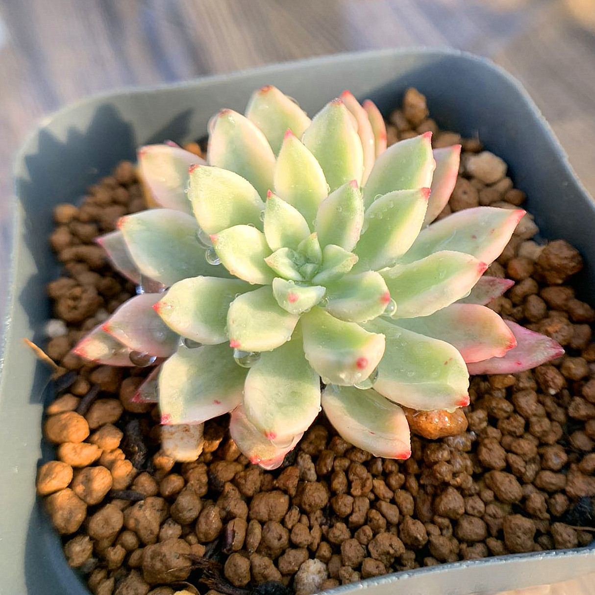455.多肉植物 寄せ植え エケベリア属 グリーンエメラルド錦 抜き