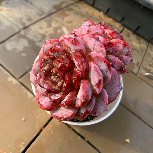 459.多肉植物 寄せ植え エケベリア属 レッドベルベット（2頭） 抜き苗