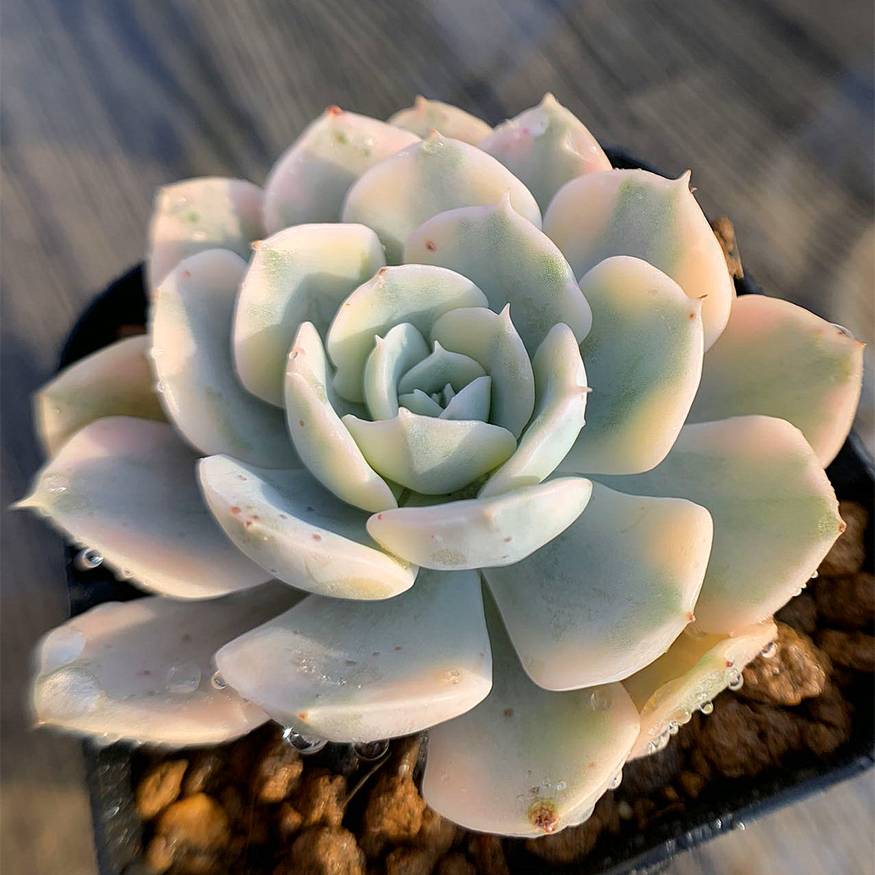 460.多肉植物 寄せ植え エケベリア属 ルンヨニー錦（中）超美苗