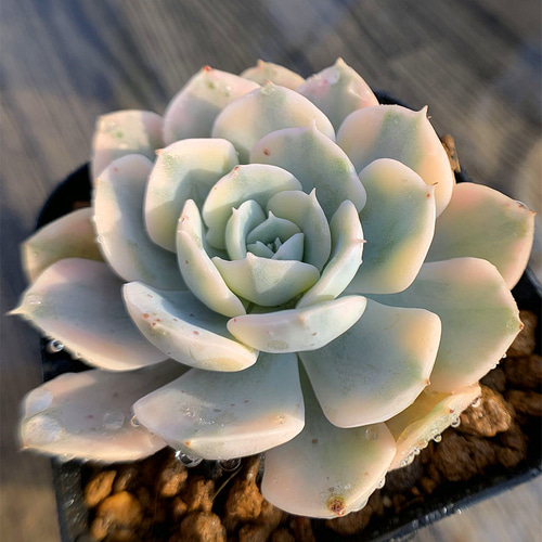 460.多肉植物 寄せ植え エケベリア属 ルンヨニー錦（中）超美苗