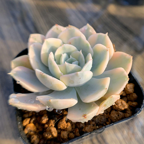 460.多肉植物 寄せ植え エケベリア属 ルンヨニー錦（中）超美苗 抜き苗