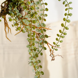 【送料込み】HANAYUKI フェイクグリーン 着生植物 アレンジメント 吊り下げ ハンギング 48cm 光触媒加工 4枚目の画像
