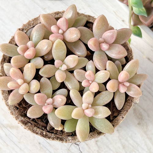 紅葉中！姫秀麗丼＊多肉植物＊ポットごと 多肉植物 ＊N＊ 通販