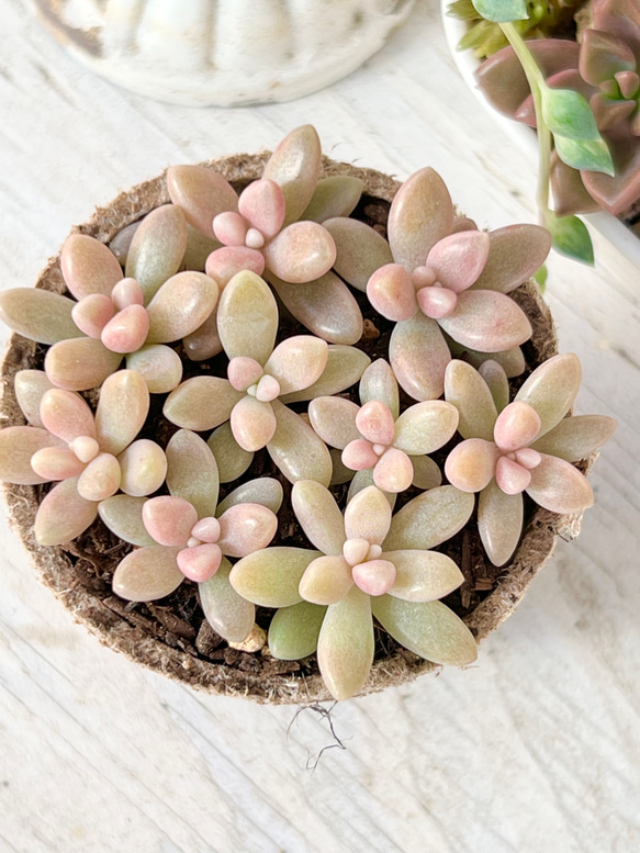 多肉植物✩.*˚姫秋麗 ポットごと 姫秋麗 (ヒメシュウレイ) 【多肉植物 3号ポット】｜ 【植物の