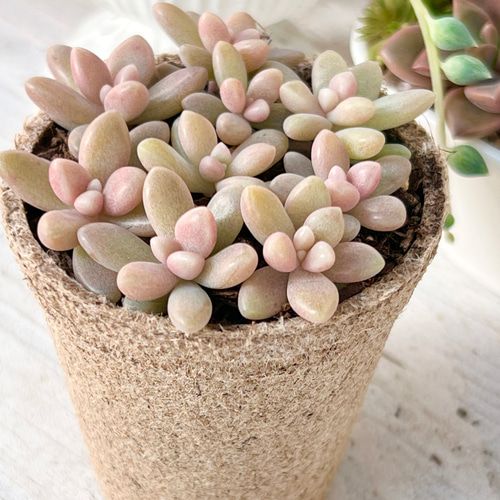 紅葉中！姫秀麗丼＊多肉植物＊ポットごと 多肉植物 ＊N＊ 通販