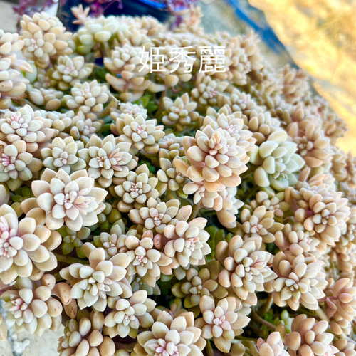 多肉植物✩.*˚姫秋麗 ポットごと 姫秋麗 (ヒメシュウレイ) 【多肉植物 3号ポット】｜ 【植物の