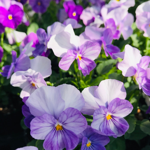 大人気 ももか かすみ ビオラ 12cmポット 大苗 寄せ植え ガーデニング