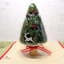 シードボトルのクリスマスツリー 1枚目の画像