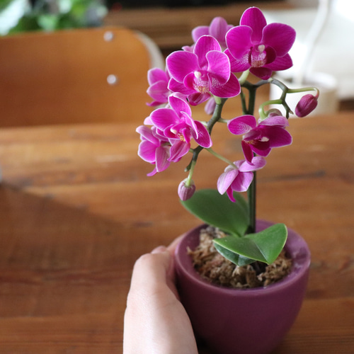 胡蝶蘭♡縁起物♡幸福が飛んでくる♡ミニサイズ♡観葉植物