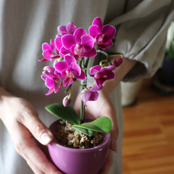 胡蝶蘭♡縁起物♡幸福が飛んでくる♡ミニサイズ♡観葉植物 4枚目の画像