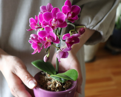 新作　新品　ジェリーキャット　花　蘭　胡蝶蘭　ラン　観葉植物　ぬいぐるみ Jellycat Amuseables Cream Orchid 蘭 白い蘭 鉢植え