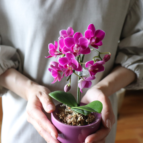 新作　新品　ジェリーキャット　花　蘭　胡蝶蘭　ラン　観葉植物　ぬいぐるみ 新作 新品 ジェリーキャット 花 蘭 胡蝶蘭 ラン 観葉植物