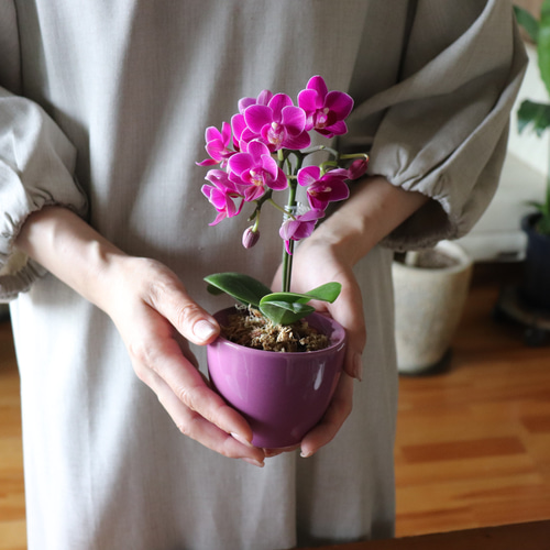 新作　新品　ジェリーキャット　花　蘭　胡蝶蘭　ラン　観葉植物　ぬいぐるみ 新作 新品 ジェリーキャット 花 蘭 胡蝶蘭 ラン 観葉植物