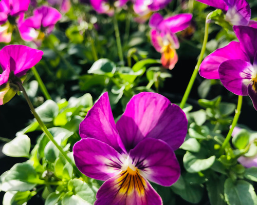 フラワー・ガーデニング corsage no.769 フラワー・ガーデニング corsage no.769 フラワー・ガーデニング